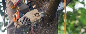 Best Utility Line Clearance  in Halfway House, PA